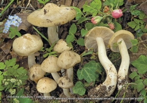 Entoloma clypeatum (L.) P. Kumm. 1871