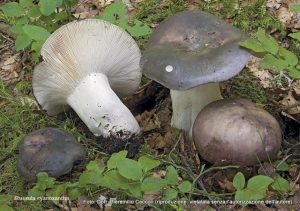 Russula cyanoxantha (Schaeff.) Fr. 1863