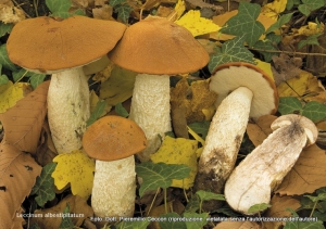 Leccinum albostipitatum den Bakker & Noordel. 2005