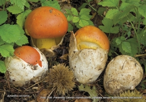 Amanita caesarea (Scop.) Pers. 1801