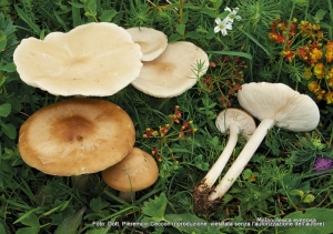 Tricholoma evenosum (Sacc.) Rea, 1932