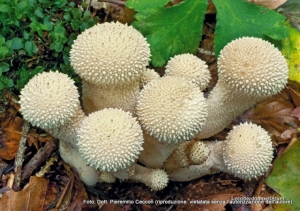 Lycoperdon perlatum Pers. 1796