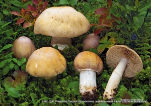 Cortinarius caperatus (Pers.) Fr. 1838