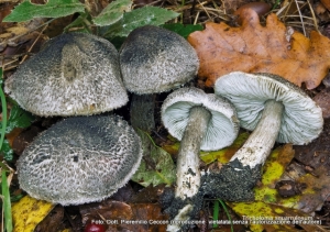 Tricholoma atrosquamosum Sacc. 1887