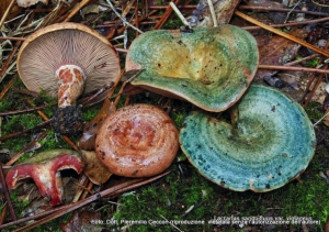 Lactarius sanguifluus (Paulet) Fr. 1838