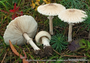 Macrolepiota excoriata (Schaeff.) Wasser 1978