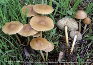 Marasmius oreades (Bolton) Fr. 1836