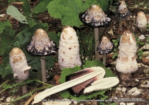 Coprinus comatus (O.F. Müll.) Pers. 1797