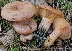 Lactarius deliciosus (L.) Gray, 1821