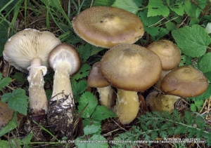 Armillaria cepistipes Velen. 1920