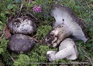 Hygrophorus marzuolus (Fr.) Bres. 1893