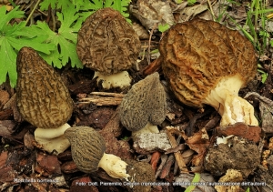 Morchella hortensis Boud. 1897