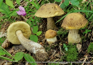 Leccinum pseudoscabrum (Kallenb.) Šutara, 1989