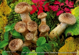 Armillaria ostoyae (Romagn.) Herink, 1973