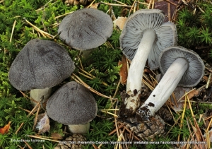 Tricholoma terreum (Schaeff.) P. Kumm., 1871