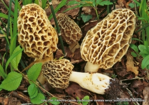 Morchella esculenta (L.) Pers.,1801