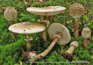 Macrolepiota procera (Scop.) Singer, 1948