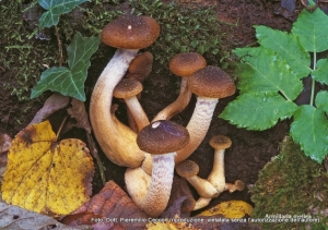 Armillaria mellea (Vahl) P. Kumm., 1871