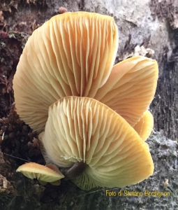 Flammulina velutipes (Curtis) Singer, 1951