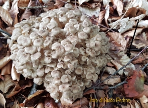 Polyporus umbellatus (Pers.) Fr.,1821