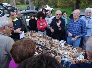 8 novembre 2015 Pineta di Ravenna: lezione con Pieremilio Ceccon e Adler Zucherelli