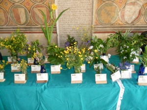 30 aprile 2017 Mostra primaverile di fiori e funghi Loggetta del Municipio di Bassano (foto di Adriano Remondi)